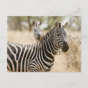 Zebra im Meru-Nationalpark, Kenia. Postkarte