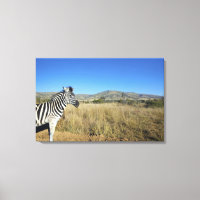 Zebra im offenen schlichten Nationalpark Pilansber