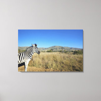 Zebra im offenen schlichten Nationalpark Pilansber Leinwanddruck