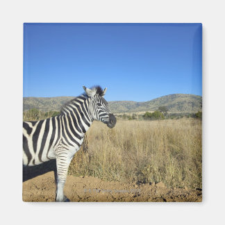 Zebra im offenen schlichten Nationalpark Pilansber Magnet