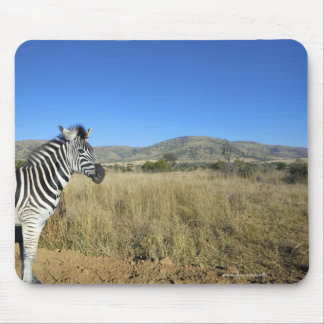 Zebra im offenen schlichten Nationalpark Pilansber Mousepad