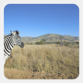 Zebra im offenen schlichten Nationalpark Pilansber Quadratischer Aufkleber