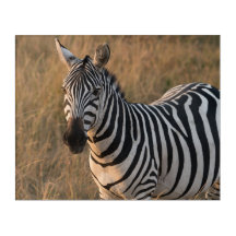 Zebra im wilden Afrika