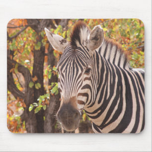 Zebra in einem Mopanwald Mousepad