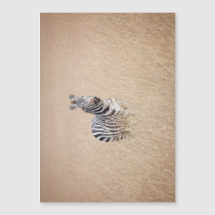 Zebra in Hochgras Magnetkarte