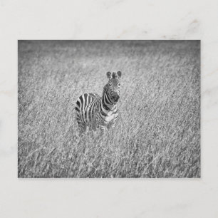 Zebra in hohem Gras Postkarte