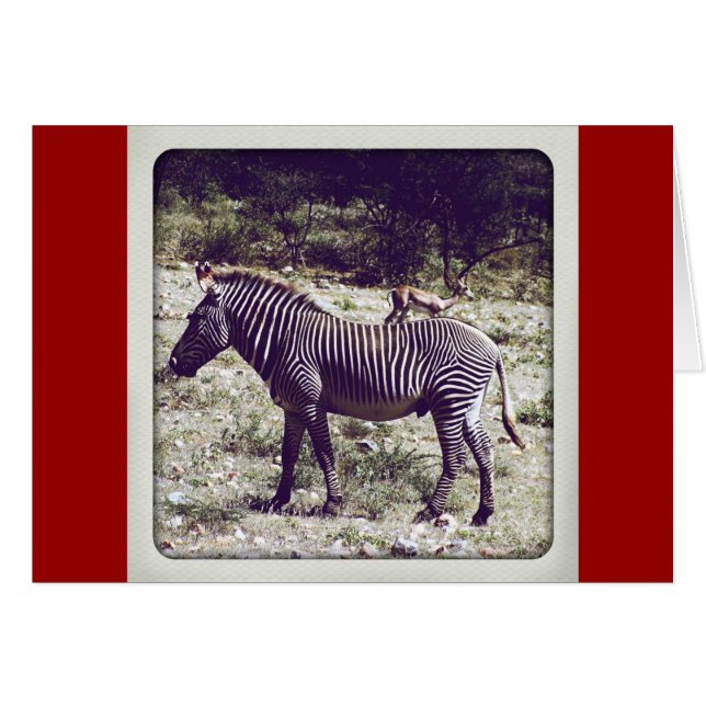 Zebra in Kenia (Vorderseite (Horizontal))