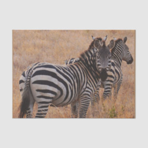 Zebra in Kenia Seidenpapier