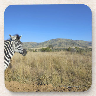 Zebra in offenem schlichtem, Pilansberg Untersetzer