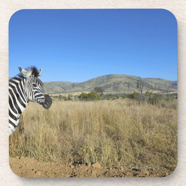 Zebra in offenem schlichtem, Pilansberg Untersetzer (Vorderseite)