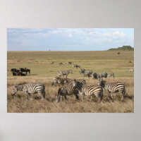 Zebra in Serengeti in Tansania