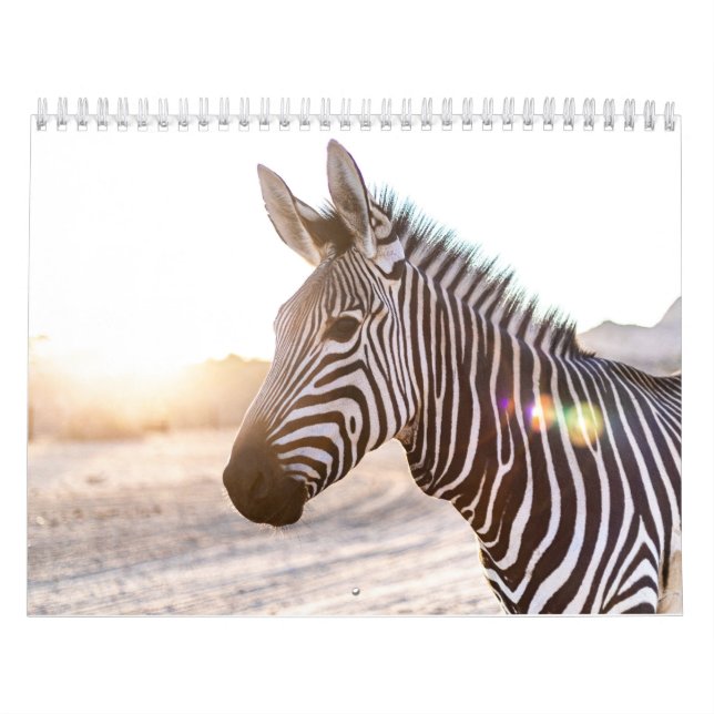 Zebra Kalender (Titelbild)