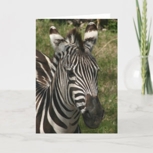 Zebra Karte