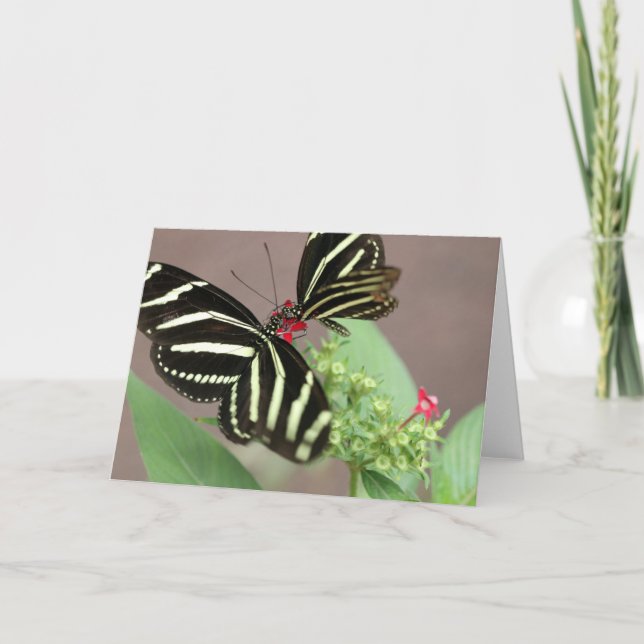 Zebra Karte (Vorderseite)