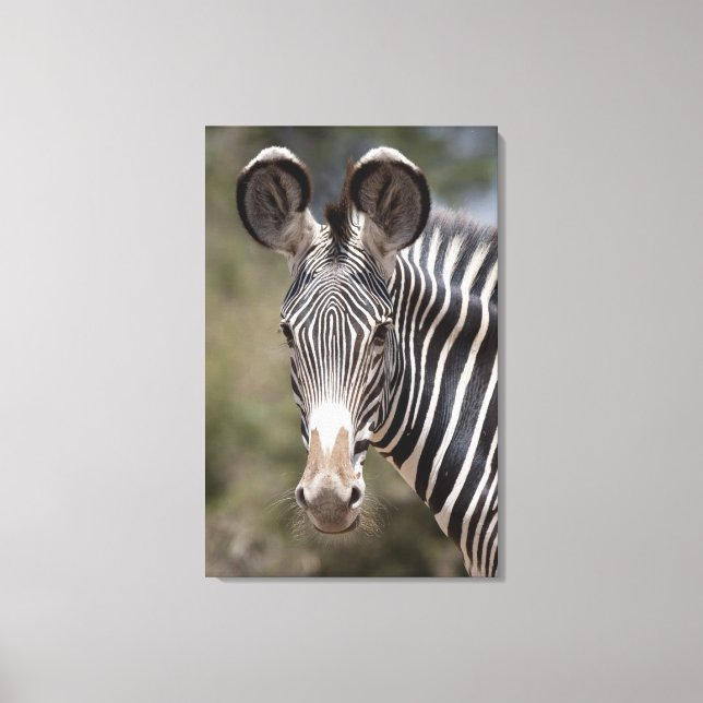 Zebra, Kenia, Afrika Leinwanddruck (Vorderseite)