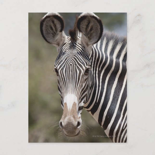 Zebra, Kenia, Afrika Postkarte (Vorderseite)
