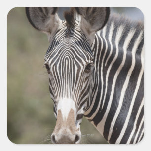 Zebra, Kenia, Afrika Quadratischer Aufkleber