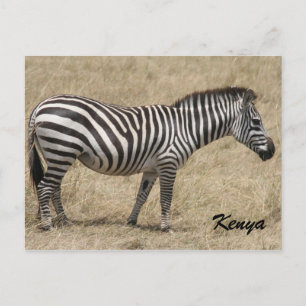 Zebra kenya postkarte