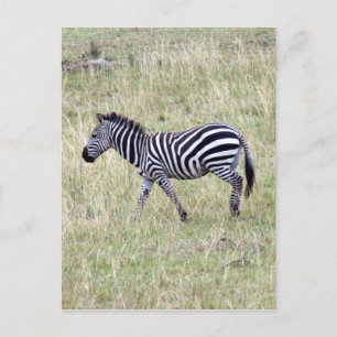 Zebra klein postkarte