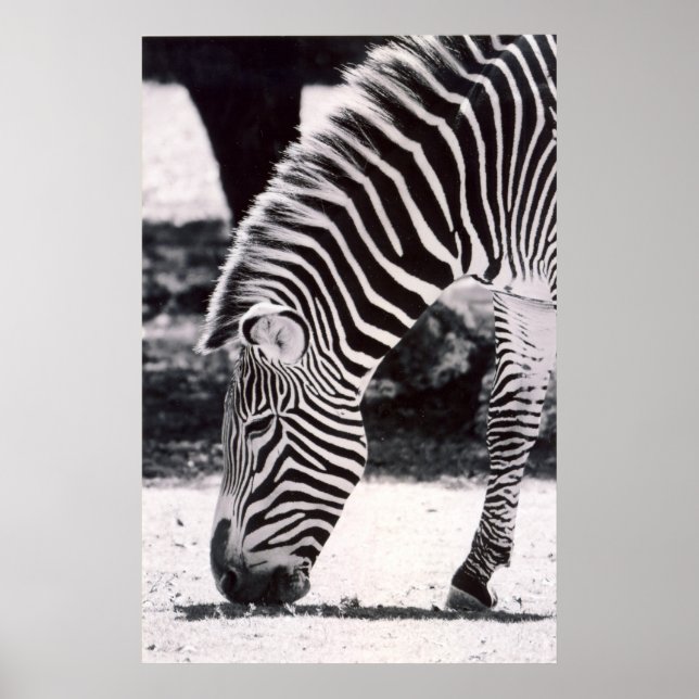 Zebra-Kopf - schwarz-weiß Poster (Vorne)