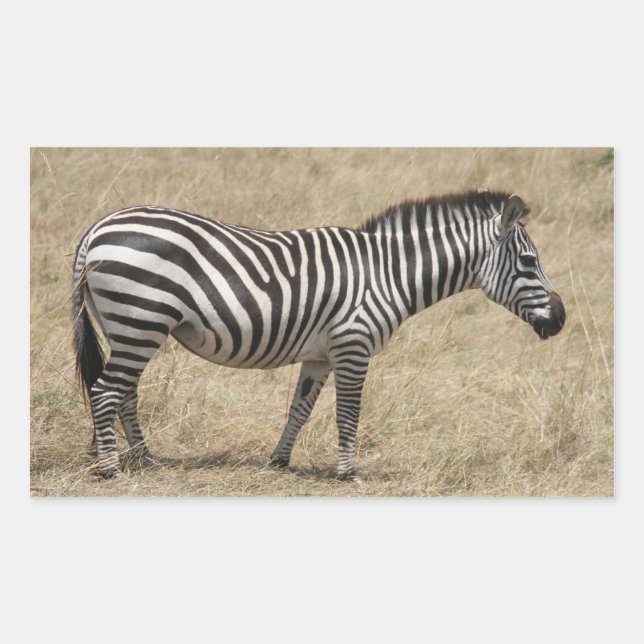 Zebra kurz rechteckiger aufkleber (Vorderseite)