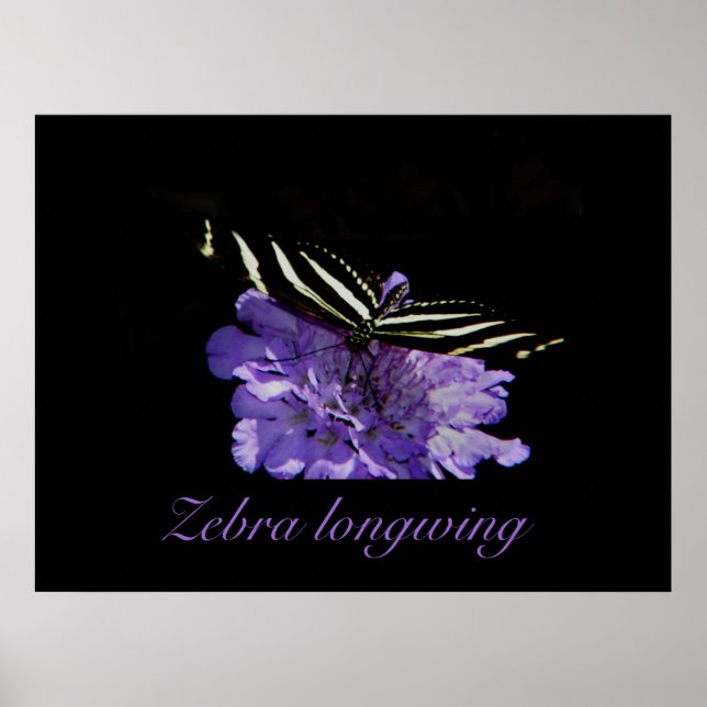 Zebra-Langdruck Poster (Vorne)