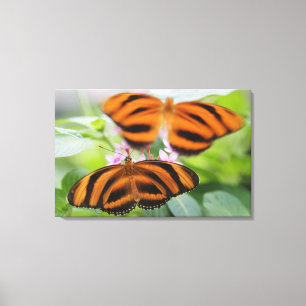 Zebra-langer Flügel-Schmetterling 2 Leinwanddruck