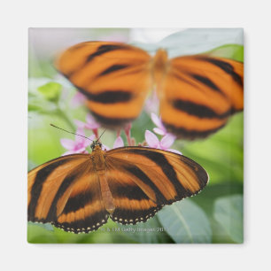 Zebra-langer Flügel-Schmetterling 2 Magnet