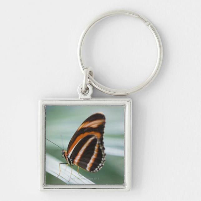 Zebra-langer Flügel-Schmetterling Schlüsselanhänger (Vorne)