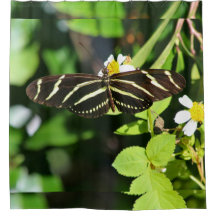 Zebra-Langflügel-Schmetterling