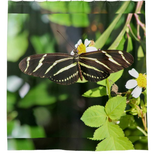 Zebra-Langflügel-Schmetterling Duschvorhang (Vorderseite)