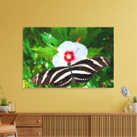 Zebra-Langschmetterling auf einem Hibiskus Rotes H