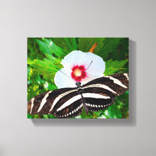 Zebra-Langschmetterling auf einem Hibiskus Rotes H Leinwanddruck