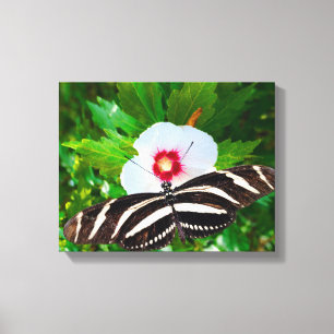 Zebra-Langschmetterling auf einem Hibiskus Rotes H Leinwanddruck