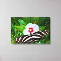 Zebra-Langschmetterling auf einem Hibiskus Rotes H