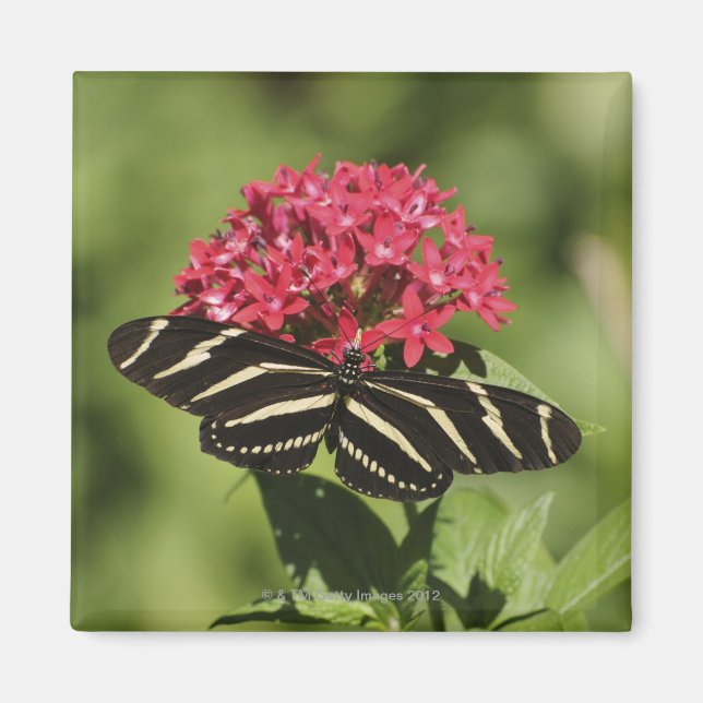 Zebra-Langschmetterling, Heliconius Magnet (Vorne)