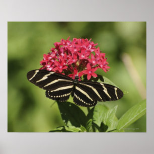 Zebra-Langschmetterling, Heliconius Poster
