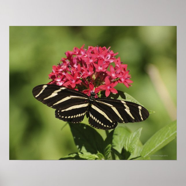 Zebra-Langschmetterling, Heliconius Poster (Vorne)