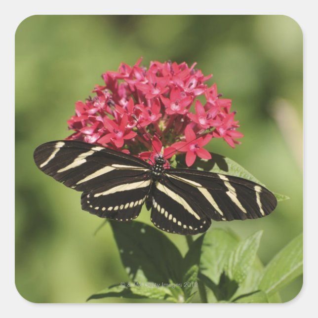 Zebra-Langschmetterling, Heliconius Quadratischer Aufkleber (Vorderseite)