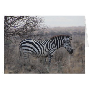 Zebra-leere Karte