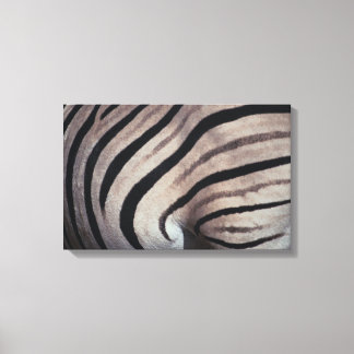 Zebra Leinwanddruck