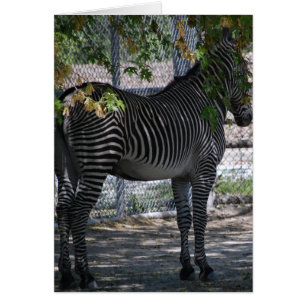 Zebra-Liebe