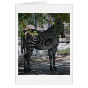 Zebra-Liebe