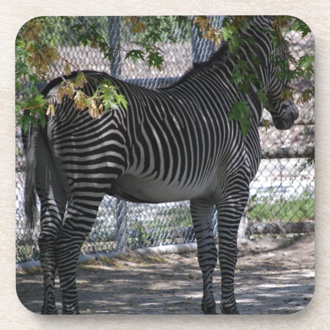 Zebra-Liebe Getränkeuntersetzer (Vorderseite)