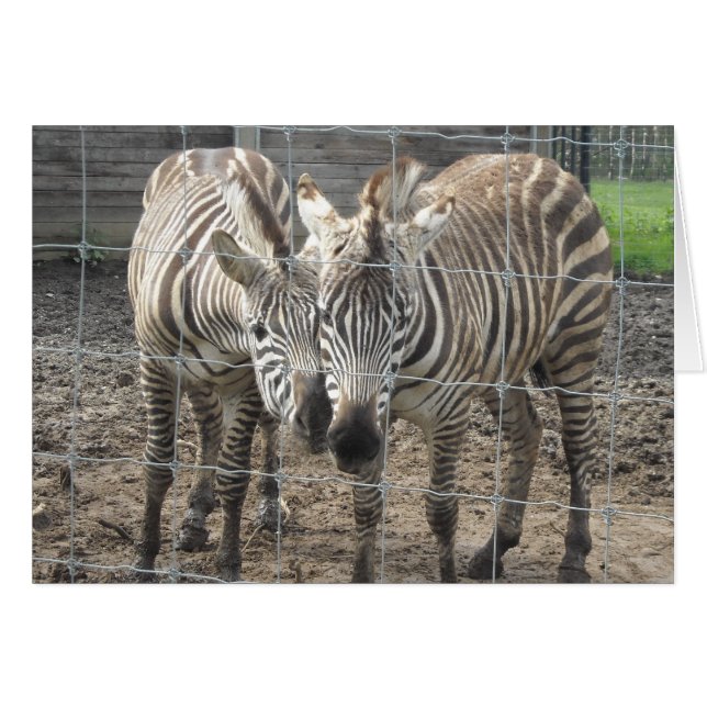 Zebra-Liebe - leer (Vorderseite (Horizontal))