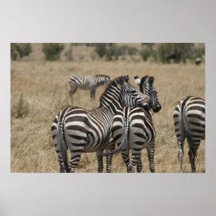 Zebra-Liebe Poster