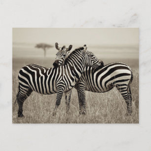Zebra-Liebe Postkarte