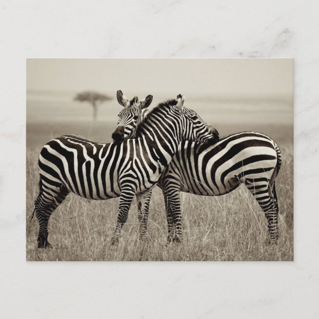 Zebra-Liebe Postkarte (Vorderseite)