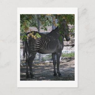 Zebra-Liebe Postkarte