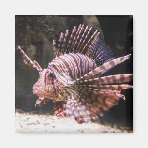 Zebra Lion Fish Magnet
